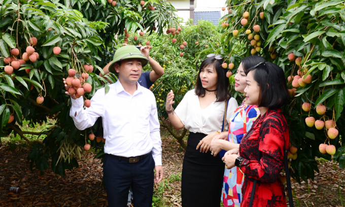 Vice Chairman of the People's Committee of Luc Ngan district, Mr. Nguyen The Thi at the lychee orchard in Nam Duong commune. Photo: Duc Minh.