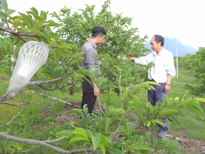 Ông Hà Chí Mãng (áo Trắng) giới thiệu mô hình canh tác mãng cầu theo tiêu chuẩn VietGAP với đối tác. Ảnh: Trần Trung.