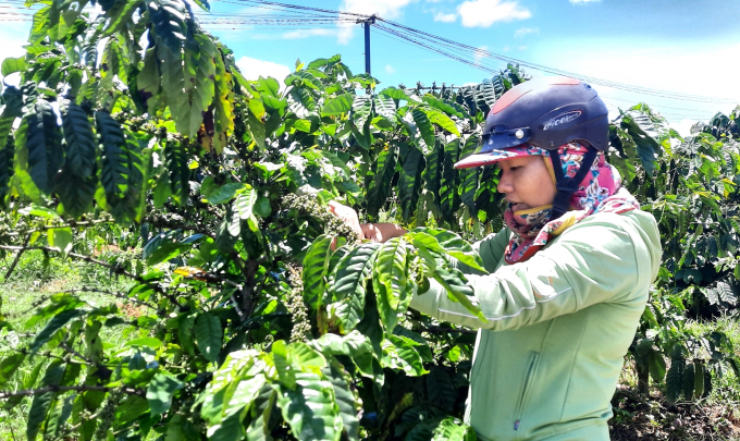 Vườn cà phê tái canh của gia đình bà Ngô Thị Mai (thôn 2, xã Hà Mòn) đang bước vào giai đoạn thu bói, năng suất từ 3,5 - 4 tấn nhân/ha. Ảnh: Đăng Lâm.