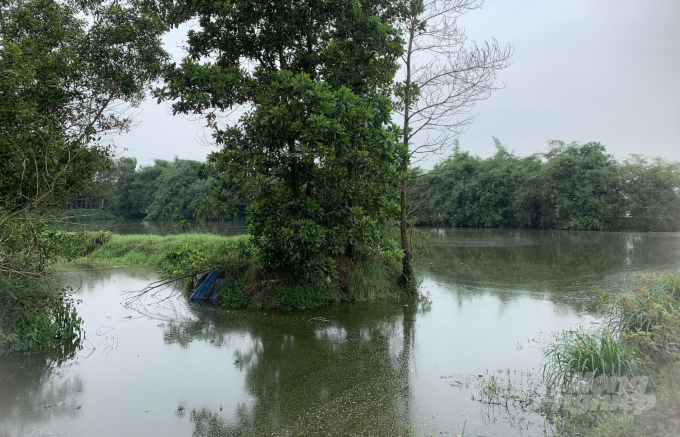 Hệ thống hồ lắng của trại ông Phạm Trần Sum bị vỡ và không đầy đủ theo đúng ĐTM được duyệt. Ảnh: Thanh Nga.