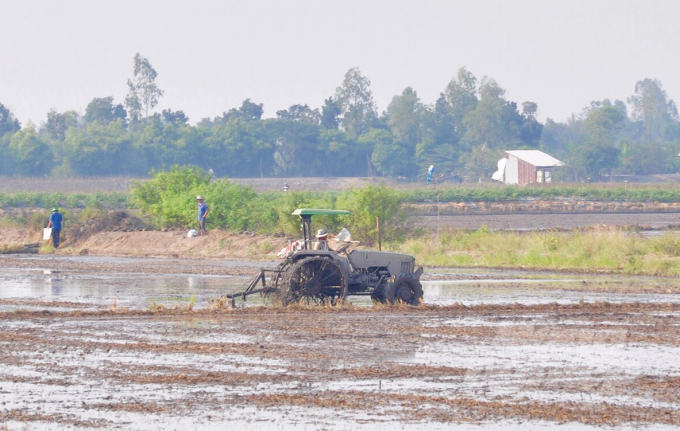 Paying attention to the stage of ploughing the ground lose will help increase rice yield and improve rice quality. Photo:  Huu Duc.