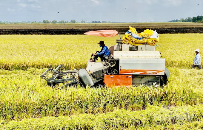 Cơ giới hóa khâu thu hoạch đã giúp nâng cao chất lượng lúa thơm đặc sản của Sóc Trăng trong những năm qua. Ảnh: Hữu Đức.