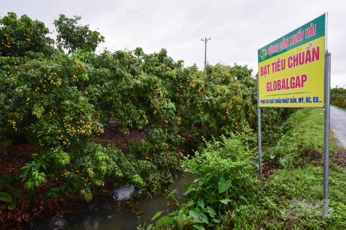 Currently, Hai Duong province has more than 100ha of lychee produced under GlobalGAP standards. Photo: Tung Dinh.