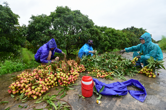 The number of lychee export contracts to high-demand markets in 2022 is expected to increase by 30-40% compared to the previous year. Photo: Tung Dinh.