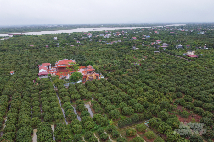 In 2022, Hai Duong province's lychee production is expected to reach about 61,000 tons, an increase of more than 10% compared to 2021. Photo: Tung Dinh.