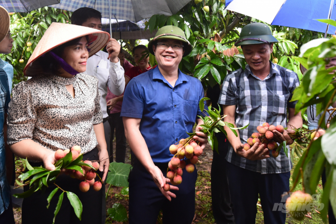 Mr. Vu Viet Anh (blue shirt), Deputy Director of Hai Duong DARD said this year Hai Duong's agricultural sector has carried out trade promotion activities for thieu lychee. Photo: Tung Dinh.