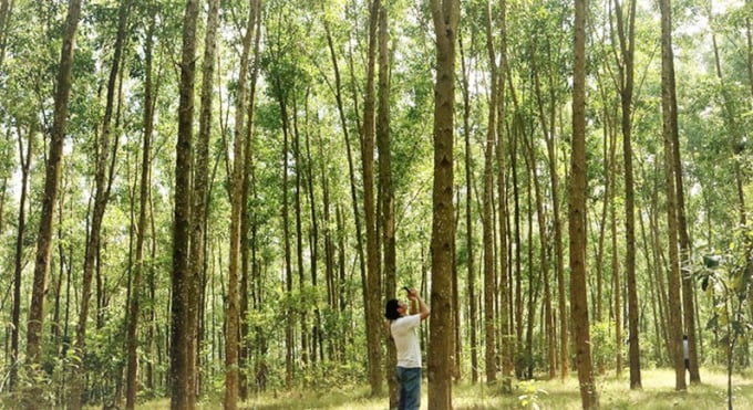 Theo đánh giá, trồng rừng gỗ lớn cho lợi nhuận đạt khoảng 150 - 180 triệu đồng/ha, cao gấp 3 - 5 lần giá trị rừng gỗ nhỏ. Ảnh: Trung Hiểu.