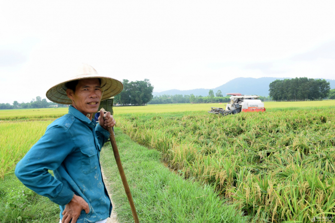 Huyện Diễn Châu chỉ đạo các địa phương đẩy rất nhanh thu hoạch lúa xuân, ngay khi lúa chín 80%. Ảnh: BNA.