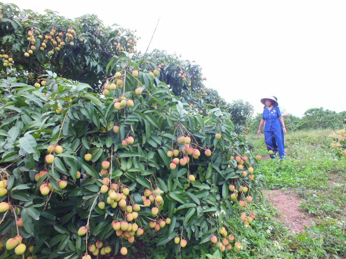 Không chỉ năng suất vượt trội, mẫu mã đẹp, độ ngọt tăng, điều làm bà Oanh yên tâm nhất là không còn phải tiếp xúc với thuốc BVTV độc hại, môi trường trong vườn vải rất trong lành. Ảnh: Nhật Quang.