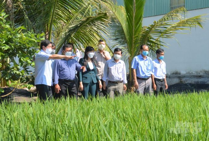 Thứ trưởng Lê Quốc Doanh (ngoài cùng bên trái) cùng đoàn công tác kiểm tra ruộng sản xuất lúa trong vùng Dự án VnSAT tại HTX Nông nghiệp Phước Lộc (xã Trường Long A, huyện Châu Thành A, Hậu Giang). Ảnh: Trung Chánh.