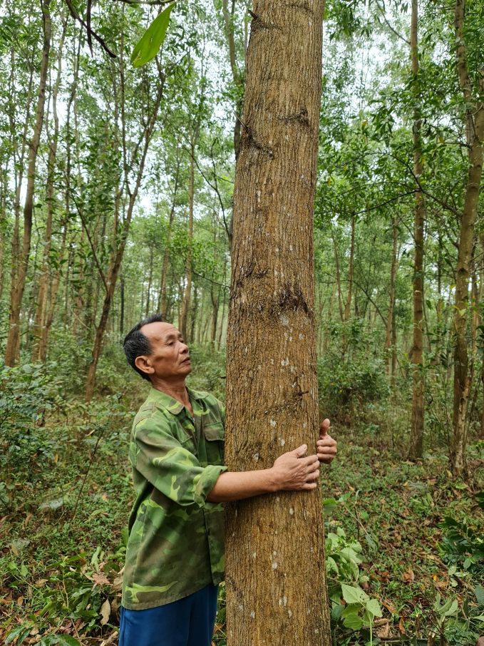 Đến năm 2025, Tuyên Quang đặt ra mục tiêu phát triển thêm 20.000ha rừng gỗ lớn. Ảnh: Đào Thanh.
