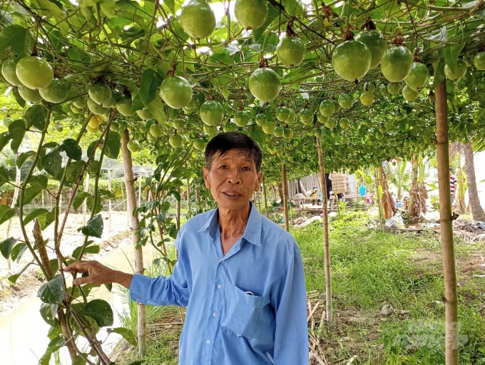 Lão nông Nguyễn Hữu Công bên dàn chanh leo ngọt do chính mình lai tạo. 