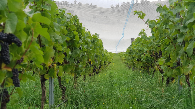 After 3 years of using technology, the farm's grape output has increased by 50% per year while the output is guaranteed to be clean with 'no fertilizer', and 'no pesticide'. Photo:  Torch Bearer Tasmania.