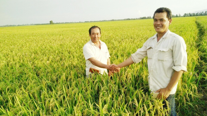 The VnSAT project has created a team of farmers with modern and dynamic thinking. Photo: TD.