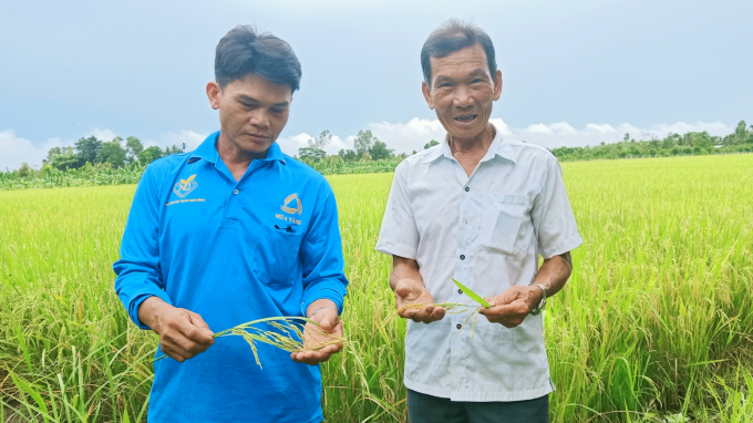 Nông dân ở xã Tân Hòa, huyện Châu Thành A, tỉnh Hậu Giang áp dụng nhiều giải pháp giảm chi phí sản xuất lúa. Ảnh: Kim Anh.