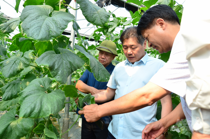 Ông Lê Quốc Thanh, Giám đốc Trung tâm Khuyến nông Quốc gia (giữa) kiểm tra sự sinh trưởng của dưa trong nhà lưới. Ảnh: Dương Đình Tường.