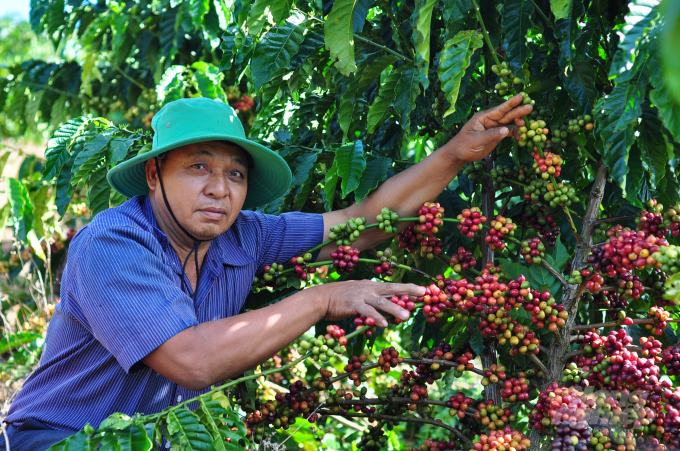 The coffee productivity, quality, and profit of growers in the Central Highlands have greatly improved thanks to the VnSAT project's comprehensive effec.ts. Photo: TD.