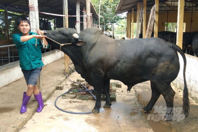 Anh Vũ Kim Tuyền bên chú bò 3B siêu thịt nuôi 28 tháng tuổi, đạt trọng lượng 930kg, bán với giá 95.000 đồng/kg hơi. Ảnh: NVCC.
