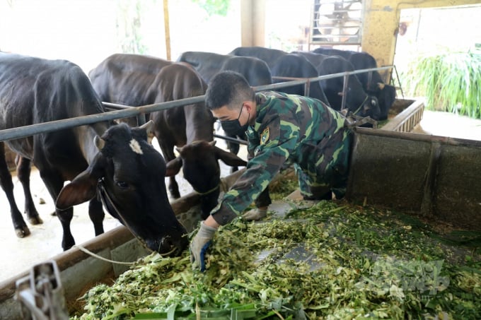Quảng Ngãi Thu nhập cao từ nuôi bò siêu thịt 3B  Tạp chí Chăn nuôi Việt  Nam