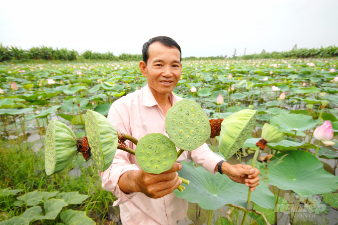 In Dong Thap, lotus is more profitable than paddy. Photo: Le Hoang Vu.