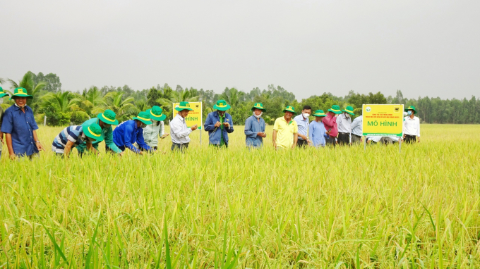 Nhiều quy trình giảm chi phí sản xuất lúa đã được thực hiện nhưng đến nay vẫn chưa thể triển khai sâu rộng trong nông dân. Ảnh: Kim Anh.