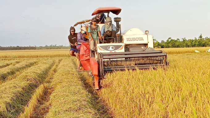 Mang cơ giới hóa vào đồng ruộng là giải pháp canh tác thông minh giúp giảm chi phí sản xuất lúa hiệu quả. Ảnh: Kim Anh.
