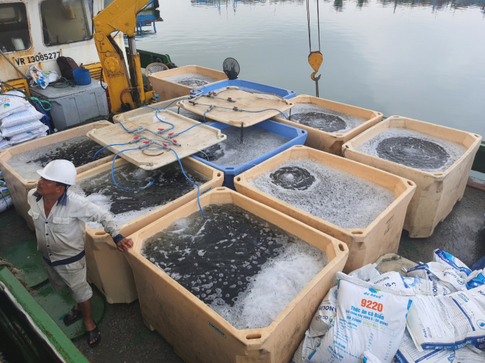 Cá giống sản xuất được vận chuyển ra ương trên vịnh Vân Phong. Ảnh: Kim Sơ.