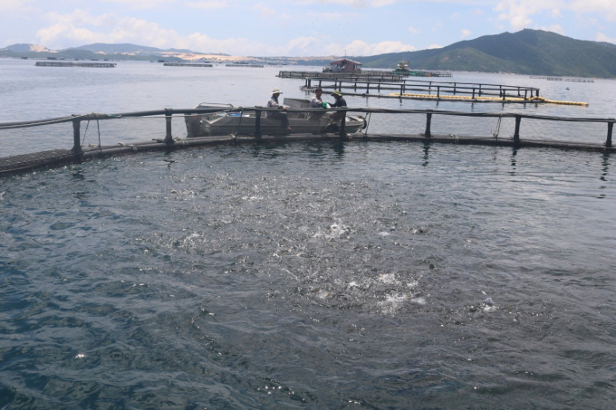 Fish are reared in HDPE round cages with low loss rate, before being sold or raised for commercial use. Photo: Kim So.