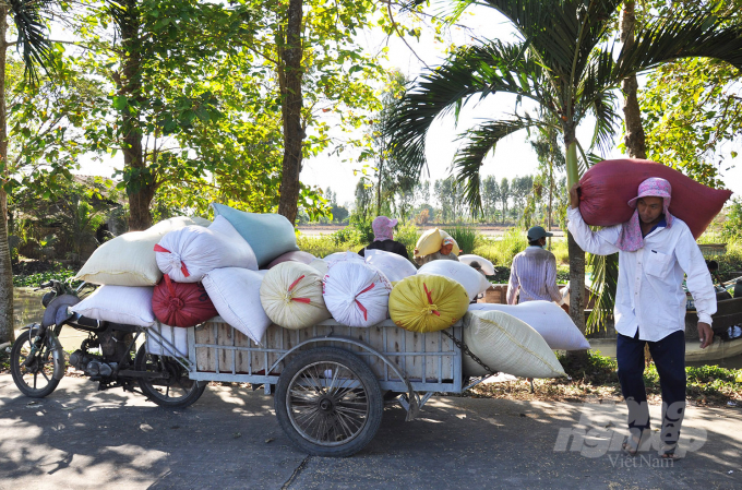 Thương lái có phương tiện linh hoạt đến tận ruộng thu mua lúa ở ĐBSCL. Ảnh: Hữu Đức.