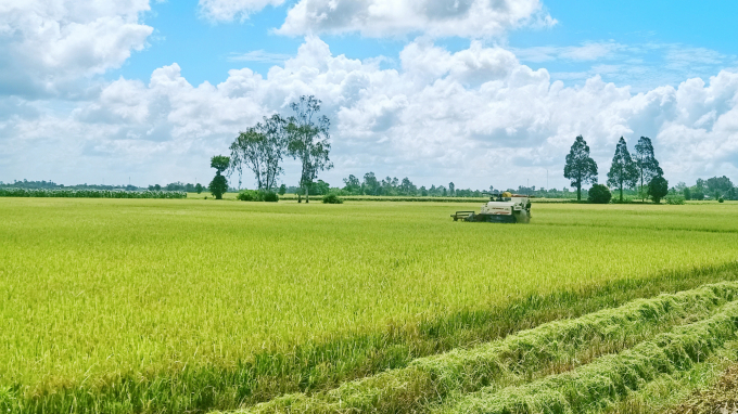 Nghiên cứu của Ngân hàng Thế giới, nông dân trồng lúa ĐBSCL đang lãng phí gần 170 triệu USD mỗi năm do sử dụng các yếu tố đầu vào không hiệu quả. Ảnh: Kim Anh.