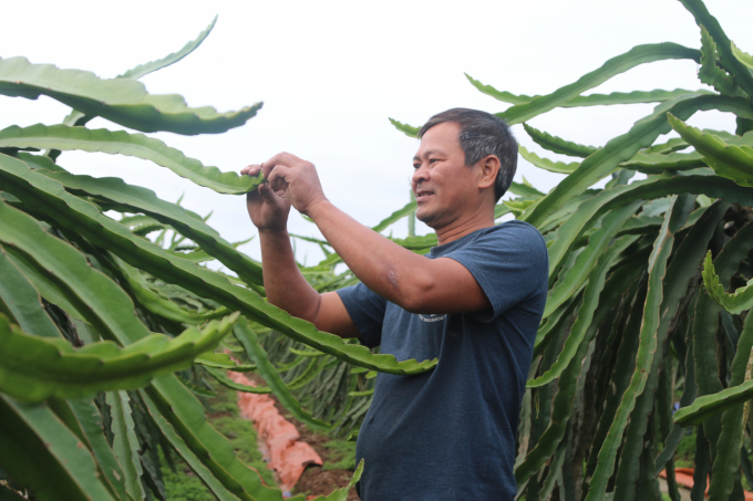 Ông Vũ Văn Mỵ, hộ dân trồng thanh long ở xã Bát Trang, huyện An Lão. Ảnh: Đinh Mười.