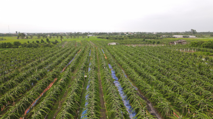 Cả thôn Trực Trang đã có hơn 50ha đất trồng lúa kém hiệu quả được người dân chuyển sang trồng thanh long. Ảnh: Đinh Tùng