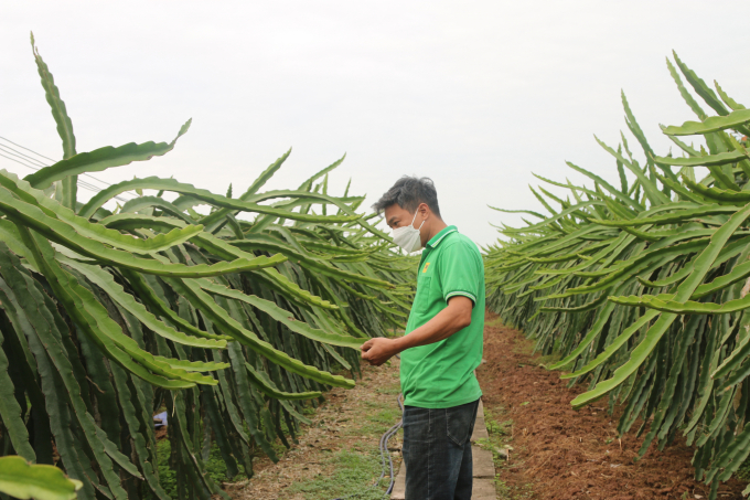 Anh Nguyễn Văn Trường - GĐ Hợp tác xã Trực Trang chia sẻ với PV về hiệu quả trồng thanh long. Ảnh: Đinh Mười.