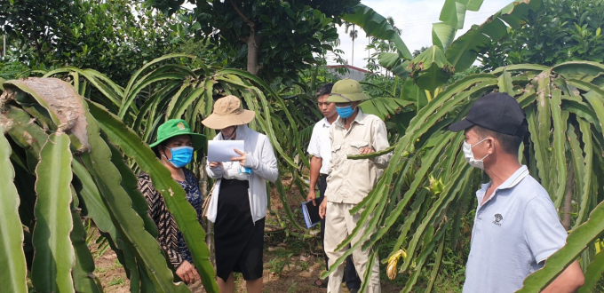 Officials from Hai Phong Agricultural Extension Center train farmers to apply new techniques. Photo: Dinh Tung.