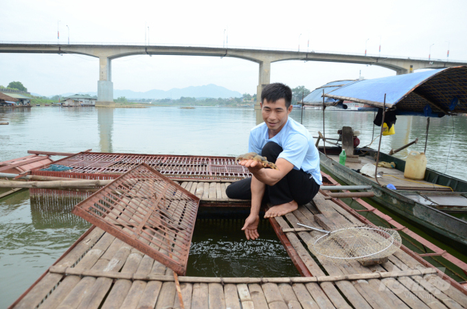 Việc chủ động được nguồn giống chất lượng đã và đang giúp nhiều hộ nuôi cá lồng ở Tuyên Quang có thêm điểm tựa phát triển chăn nuôi thuỷ sản. Ảnh: Đào Thanh.