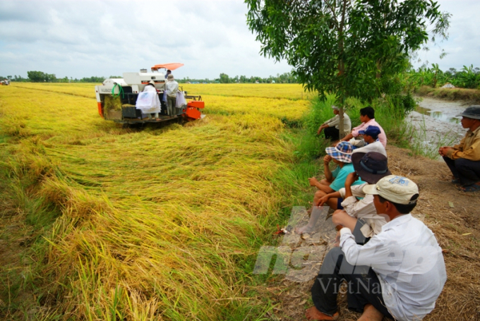 Nông dân tham gia liên kết sản xuất lúa trên cánh đồng lớn ở Cần Thơ. Ảnh: LHV.