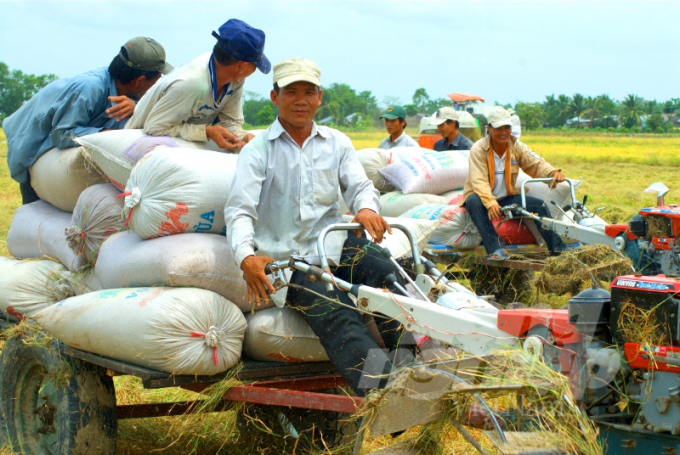 Sản xuất lúa trên cánh đồng lớn để phát triển ngành hàng lúa gạo bền vững. Ảnh: LHV.