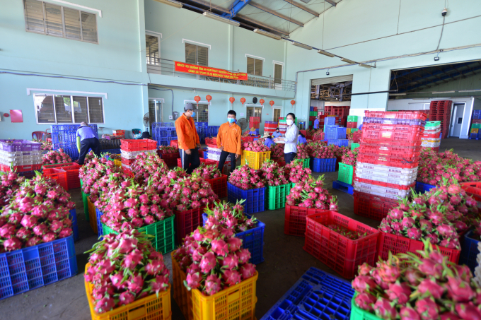 Enterprises exporting dragon fruits to China must take account of establishing 'green zone' to ensure the prevention and control of Covid-19 pandemic. Photo: KS.