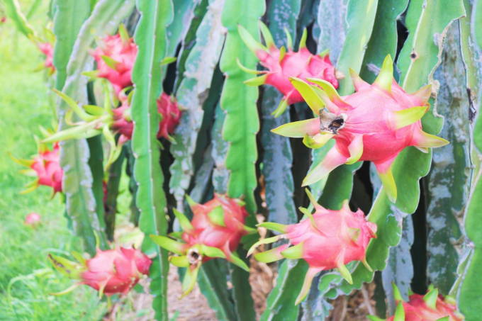Dragon fruit growers hope prices will remain high in the coming time. Photo: KS.