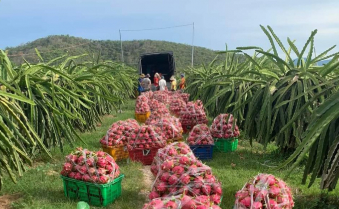 Hiện giá thanh long Bình Thuận đã tăng vọt khoảng 20.000 đồng/kg nhưng sản lượng thu hoạch rất ít. Ảnh: KS.