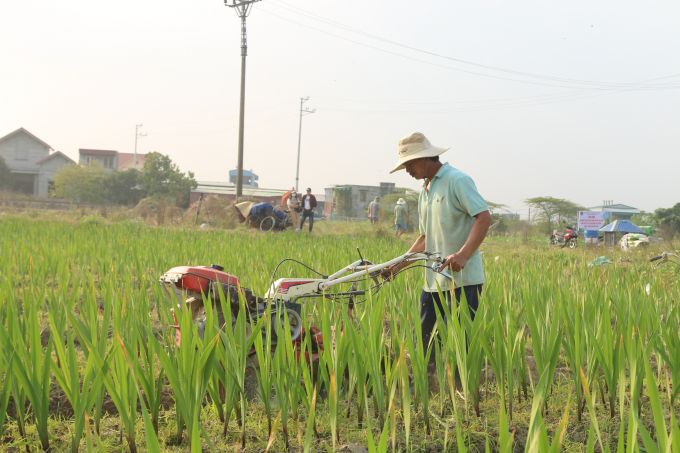 Chuyển đổi cơ cấu cây trồng ở xã Đại Bản, huyện An Dương. Ảnh: Đinh Tùng