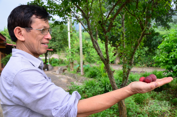 TS Nguyễn Khắc Quỳnh bên mấy quả mơ hái từ cây trồng cạnh ngôi nhà đất của San Nam Group. Ảnh: Dương Đình Tường.