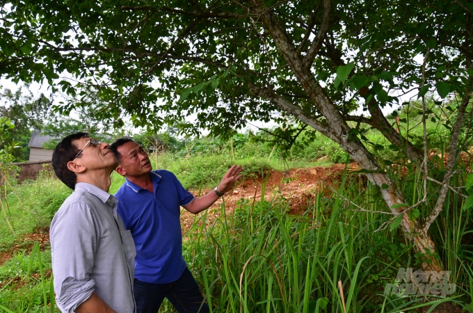 Anh Vũ Quang Huy (phải), Giám đốc Công ty Công ty Rượu Núi Tản giới thiệu cho TS Quỳnh về nhánh mới mọc lên từ gốc cây mơ tổ đã chết. Ảnh: Dương Đình Tường.