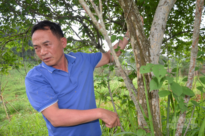 Anh Vũ Quang Huy, Giám đốc Công ty Cổ phần Rượu Núi Tản giới thiệu về cây mơ tím. Ảnh: Dương Đình Tường.