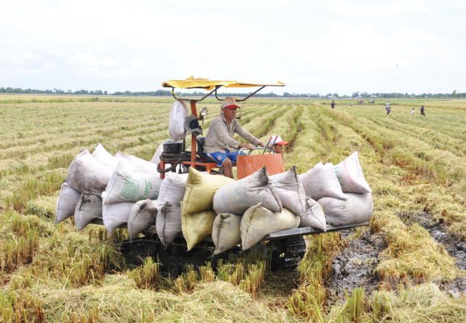 Nhiều năm qua, Công ty CP Trung An bền bỉ liên kết sản xuất lúa trên cánh đồng lớn ở ĐBSCL. Ảnh: Hữu Đức.