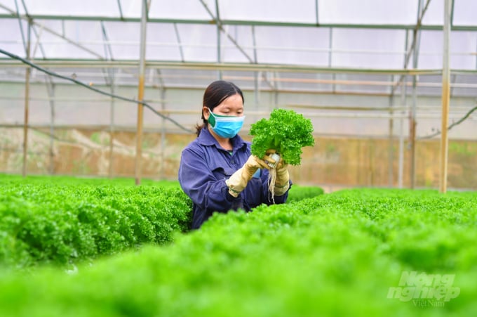 Mô hình sản xuất rau thủy canh xuất khẩu của Công ty TNHH Trang trại Trường Phúc tại huyện Lạc Dương, Lâm Đồng. Ảnh: Minh Hậu. 