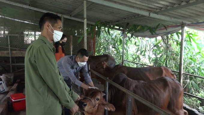 Gia đình ông Vi Hữu Dong khu xóm Đồi (xã Đồng Lương) nuôi bò mỗi năm cho thu nhập gần 400 triệu đồng. Ảnh: Mạnh Thuần.