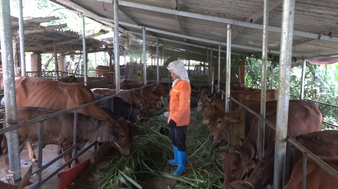 Thu nhập khá nhờ nuôi bò sinh sản  Nongdan24g  Nông dân 24 giờ