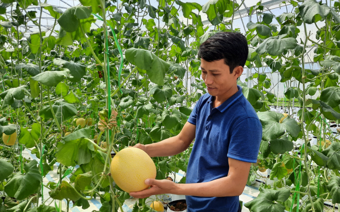 Organic certification is also a burden for companies with ambitions to invest in this new field. Photo: Nguyen Thanh.