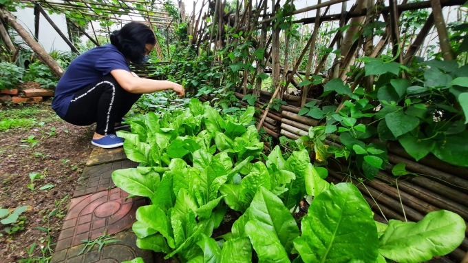 Currently, most of Quang Ninh's organic agricultural production models are still small, fragmented, and not yet commercialized due to difficulties in consumption compared to conventional products. Photo: Viet Cuong.